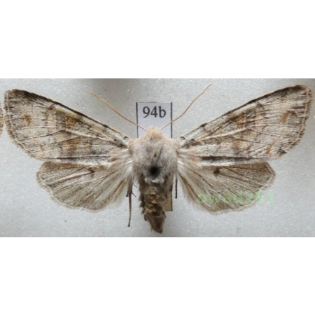 Orthosia incerta (Hufnagel, 1766) Czech94b